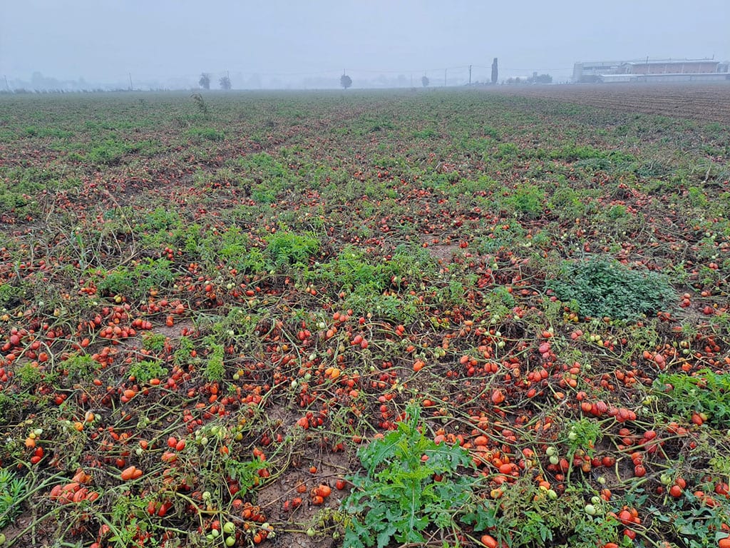 Resilienza della filiera ortofrutticola in tempi di cambiamenti climatici: l’impegno in prima linea di ASIPO SAC