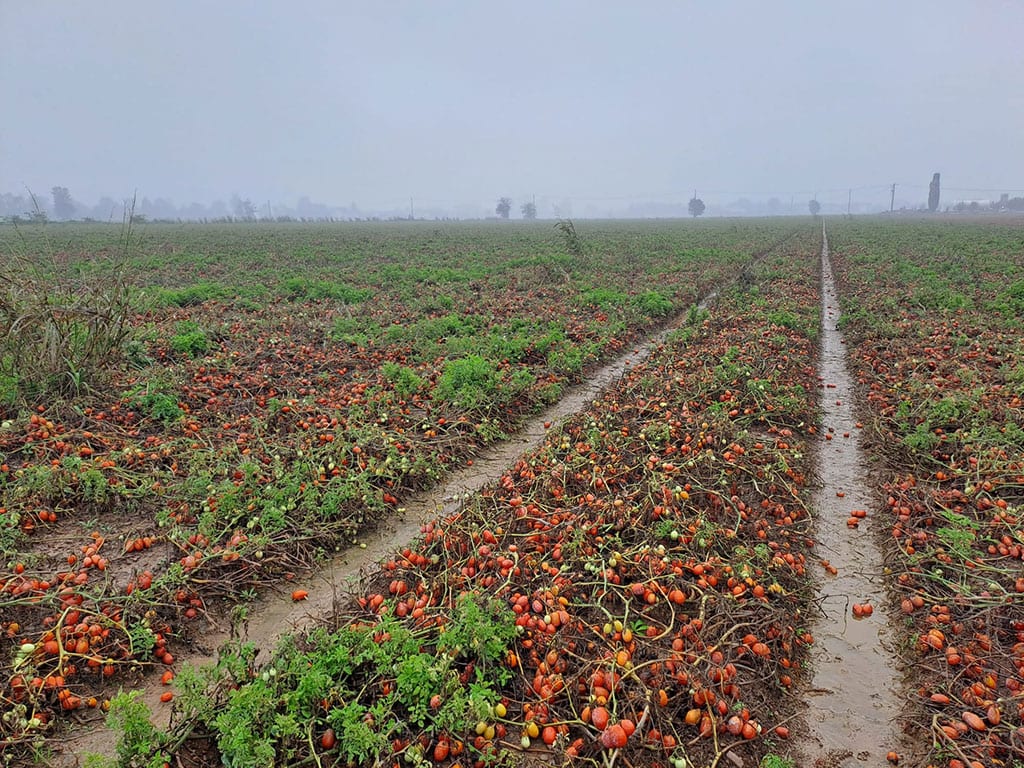 Resilienza della filiera ortofrutticola in tempi di cambiamenti climatici: l’impegno in prima linea di ASIPO SAC