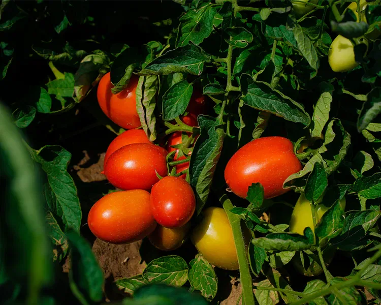Invaiatura pomodoro
