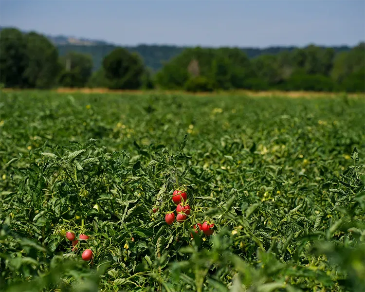 Invaiatura pomodoro