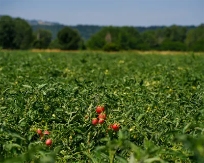 Invaiatura pomodoro
