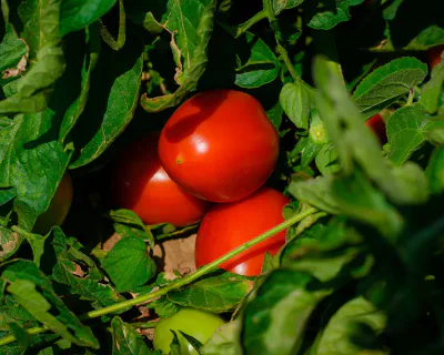 maturazione pomodoro