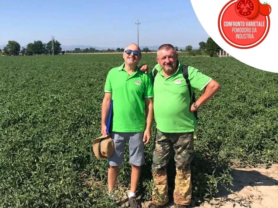 PROGETTO NAZIONALE DI CONFRONTO VARIETALE PER IL POMODORO DA INDUSTRIA