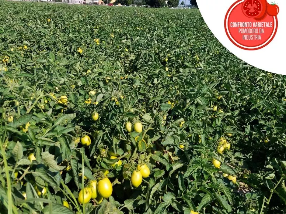 PROGETTO NAZIONALE DI CONFRONTO VARIETALE PER IL POMODORO DA INDUSTRIA