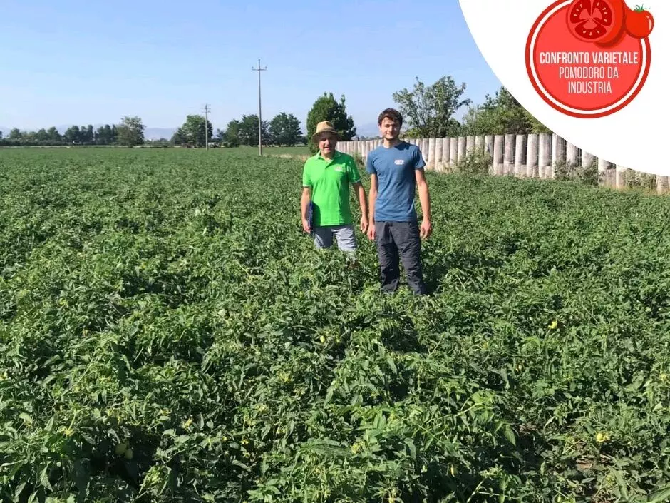 PROGETTO NAZIONALE DI CONFRONTO VARIETALE PER IL POMODORO DA INDUSTRIA