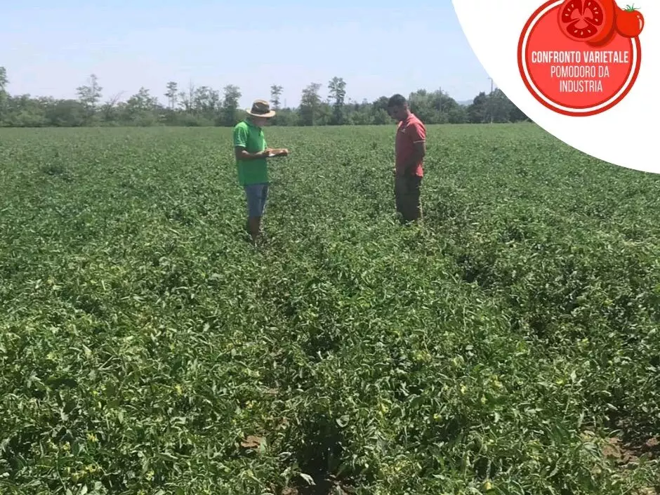 PROGETTO NAZIONALE DI CONFRONTO VARIETALE PER IL POMODORO DA INDUSTRIA