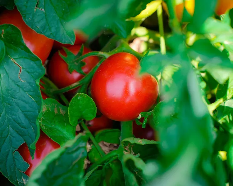 maturazione pomodoro