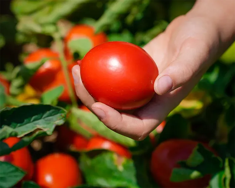 maturazione pomodoro