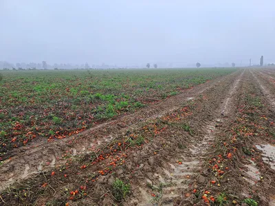 Resilienza della filiera ortofrutticola in tempi di cambiamenti climatici: l’impegno in prima linea di ASIPO SAC
