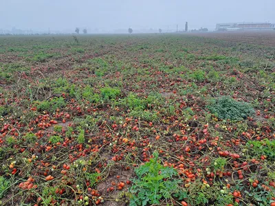 Resilienza della filiera ortofrutticola in tempi di cambiamenti climatici: l’impegno in prima linea di ASIPO SAC