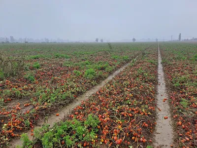Resilienza della filiera ortofrutticola in tempi di cambiamenti climatici: l’impegno in prima linea di ASIPO SAC