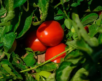 maturazione pomodoro