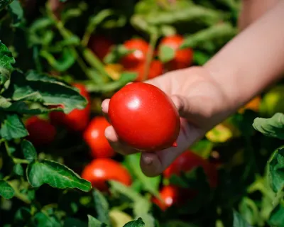maturazione pomodoro
